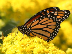 fallfoliage-autumnharvest:  migrating monarch butterfly on goldenrod