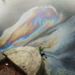 Crazy… Oil and rain I think?  (Taken with Instagram at