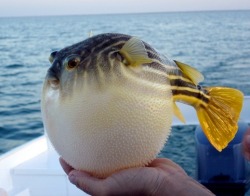 My sister if she were a fish.