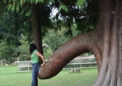 sheseemsnice:  Sexiest trees you’ll see all day!  http://www.mninstitute.com/front-page/2011/10/6/knottiest-tree-pictures-youll-see-all-day.html