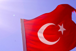 birdperchedonatree:  TURKIYEAH 