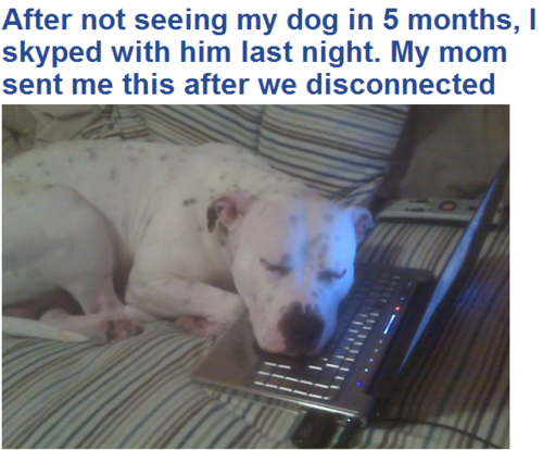 stigmartyr762:  donttouchmyostrich:  irishsunshineofmeh:  nerdgirlwonder:  withallthecolorsoftherainbow:   Itâ€™s cool, I didnâ€™t need my heart..    *sobs*  I really hope every single goddamn person who reblogged this still doesnâ€™t claim that pit bulls