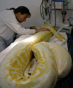 adorablesnakes:  I hope the poor snakey feels better :( 