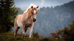 equos:  Free Horse (by ngorongoro©gio) 