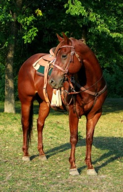 Quarter Horse; Sass, Class & Ass