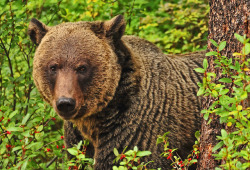 picture-perfect-world:  Grizzly Bear (Photo by:  Jeff Clow)