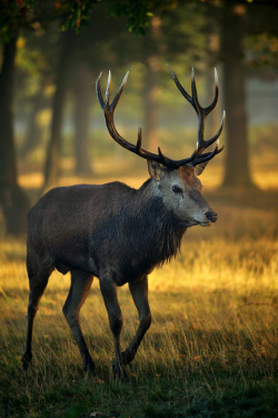 magicalnaturetour:  Dawn Stag by Dave Kiddle :) 