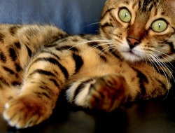 meow.