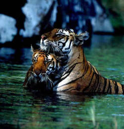 petite-curvy:  Today is dedicated to the Tiger. Enjoy! 