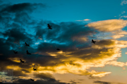 Pigeons circling my house 22 October 2011