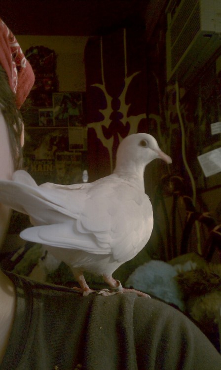 Typical bird position when playing World of Warcraft.  All the tail feathers in my face.