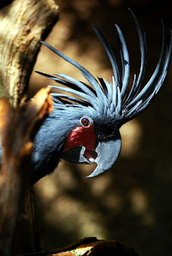 @AdorableBipolar killer-butterfly:  Black Palm Cockatoo by floridapfe