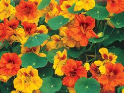 diviniti:  newtails:  The edible Nasturtiums.  These flowers
