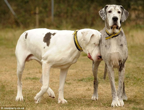 the-milk-eyed-mender:  Lily is a Great Dane that has been blind since a bizarre medical  condition required that she have both eyes removed. For the last 5  years, Maddison, another Great Dane, has been her sight. The two are, of  course, inseparable.