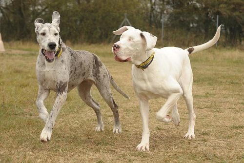 the-milk-eyed-mender:  Lily is a Great Dane that has been blind since a bizarre medical  condition required that she have both eyes removed. For the last 5  years, Maddison, another Great Dane, has been her sight. The two are, of  course, inseparable.