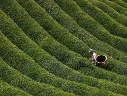 u-n-i-v-e-r-s-a-l:  earth-song:  A Japanese tea farmer picks