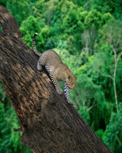 crystalized-bliss:  Leopard- Lake Nakuru National Park, Kenya