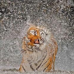 thebigcatblog:  A Corbett’s tiger, or Indochinese tiger. dries