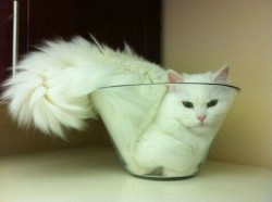 fuckyeahlaughters:  the-krusty-crew:  Cats are liquid. “Liquids