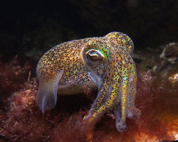 coattailsofdoom:  Euprymna tasmanica (Southern dumpling squid)