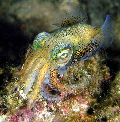 coattailsofdoom:  Euprymna tasmanica (Southern dumpling squid) The Southern Dumpling Squid is a bobtail squid that lives in the temperate waters of southern Australia’s continental shelf. They are nocturnal, and hide in mud or sand during the day.