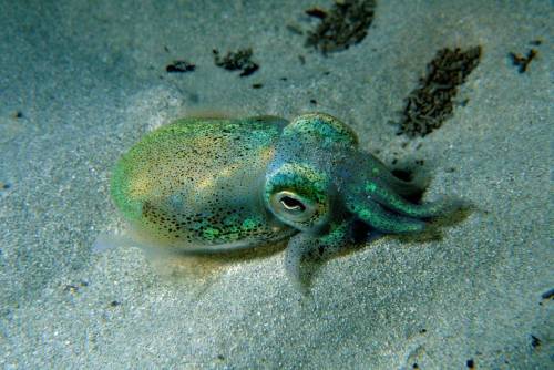 coattailsofdoom:  Euprymna tasmanica (Southern dumpling squid) The Southern Dumpling Squid is a bobtail squid that lives in the temperate waters of southern Australia’s continental shelf. They are nocturnal, and hide in mud or sand during the day.