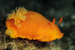 Fuck Yeah Nudibranchs