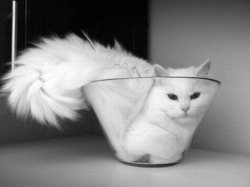 electrikphrenetik:  puss in bowl 