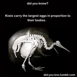 did-you-kno:  The egg is equivalent to 15-25% of the bird’s
