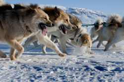 travelbydog:  Dog Days - Sled Dogs (by destination arctic circle)
