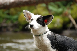 The ears! 💜