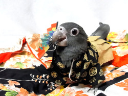 vani-lla:  黒哥＠Greater Vasa Parrot wears Japanese Hakama.