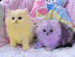 Rainbow kitties