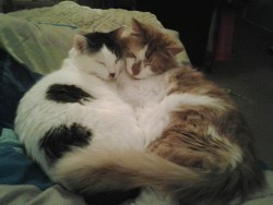 pudgykitties:  My kitties Tywin and Tyrion love to combine their