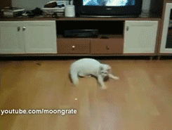 the-absolute-funniest-posts:  The elusive red dot. [video] [moar