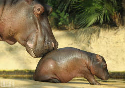 life:  It’s time for Photos of the Week. A baby hippopotamus