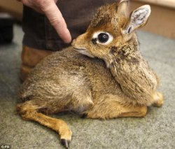 tapixlaughingalonewithherself:  nice-hat:  Dik Diks are dwarf