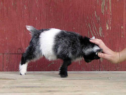 godtricksterloki:  elleblr:  wratshit:  always reblog baby goats