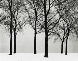 Chicago, Trees in Snow photo by Harry Callahan, 1950