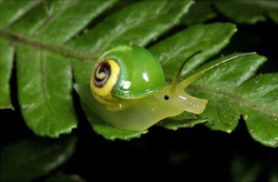 thewitchmaker:   toptimrubies:  noot noot  Noot Noot snail gets