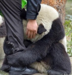   A scared panda clings to a police officer’s leg after an