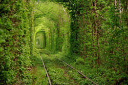 incenses:  whiteafro:  Tree train tunnel in Ukraine, so beautiful