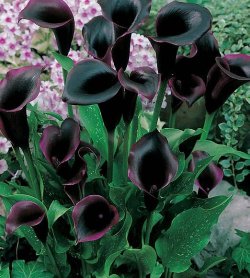  Black Calla Lilies.       