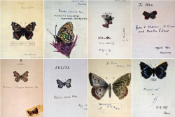  Nabokov’s Drawings: “The drawings of  butterflies done by