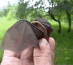 the-absolute-best-gifs:  baturday: Right this way, sir, your
