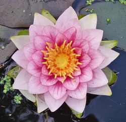 fabulousflora:  This waterlily plant was frozen under ice in