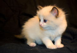 aerisonus:  My friend’s ragdoll kittens! She brought them over