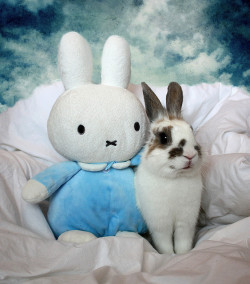 Miffy!  Cute little bunny….