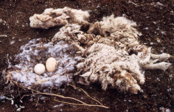 fsakjflksjflkjs-deactivated2011:  goose nest with part of a dead