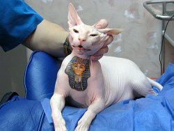 I don’t approve of tattooing animals, BUT, yeah. It still